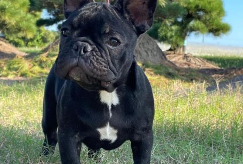 dog_img_1_ywkij1pgoq8d