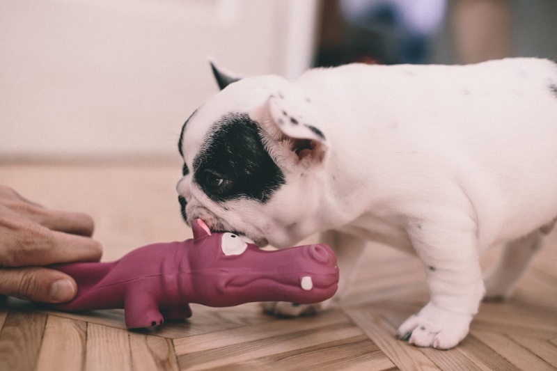 dog-5786902_1920