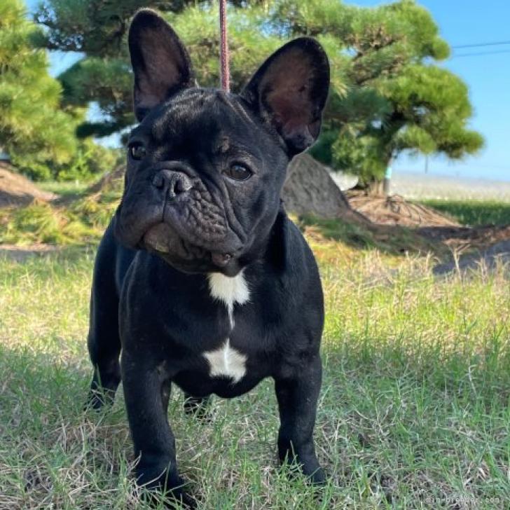ブリーダーからの子犬紹介文